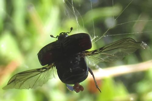 Réf. 289 776 : Margarinotus ignobilis